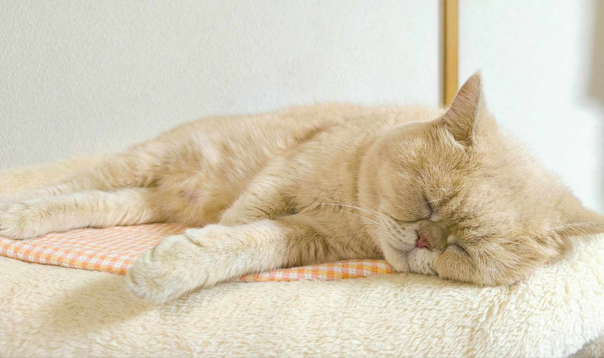 ネコ サイベリアン 2025.07.16 二子玉川店 入店／ショップにいる子猫