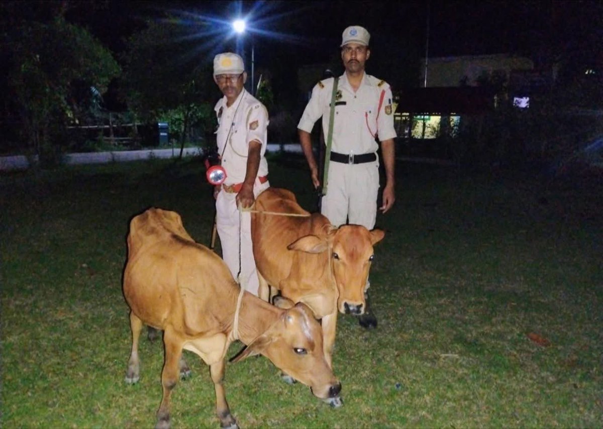 Dhubri Police (@dhubri_police) on Twitter photo A raid was conducted by the I/C, Nalia PP, at the house of one Janif Ali following which 2 cattle which were being illegally smuggled into Bangladesh were recovered and seized.
#জনহিতজনসেৱাৰ্থে
#CommittedToServeAndProtect
<a href="/himantabiswa/">Himanta Biswa Sarma</a> <a href="/CMOfficeAssam/">Chief Minister Assam</a> <a href="/HardiSpeaks/">Hardi Singh</a> <a href="/assampolice/">Assam Police</a> A raid was conducted by the I/C, Nalia PP, at the house of one Janif Ali following which 2 cattle which were being illegally smuggled into Bangladesh were recovered and seized.
#জনহিতজনসেৱাৰ্থে
#CommittedToServeAndProtect
<a href="/himantabiswa/">Himanta Biswa Sarma</a> <a href="/CMOfficeAssam/">Chief Minister Assam</a> <a href="/HardiSpeaks/">Hardi Singh</a> <a href="/assampolice/">Assam Police</a>