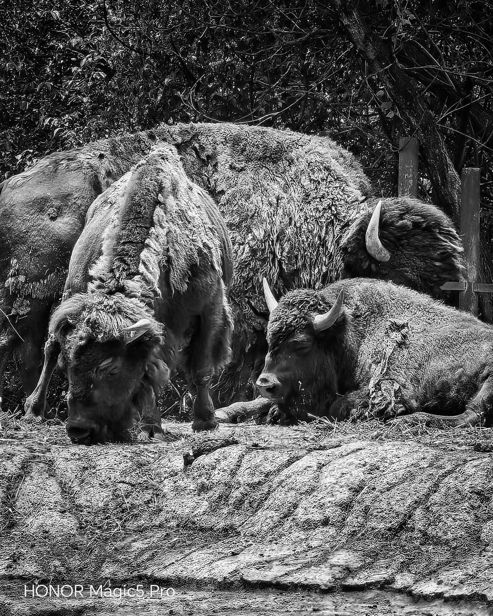 mosave_87's tweet image. Conocerse a sí mismo no es garantía de felicidad, pero está del lado de la felicidad y puede darnos el coraje para luchar por ella.
Simone de Beauvoir 

📷 IG: monicasauza

#cdmx #zoologicodechapultepec #bnwphotography