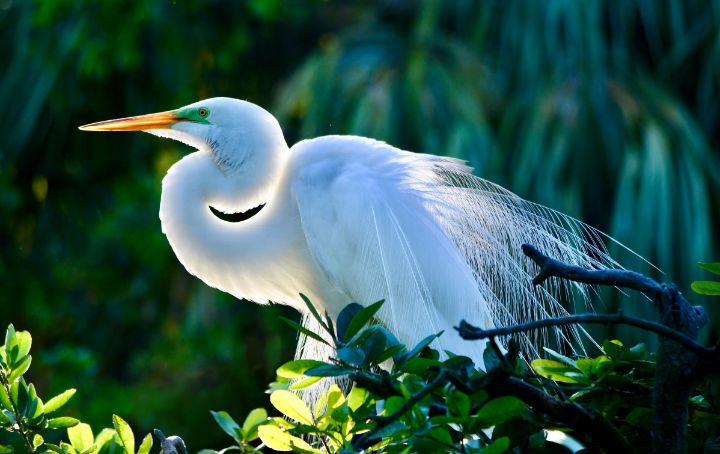 kidlib1's tweet image. Art of the Day: "Great Egret Backlit Beauty". Buy at: ArtPal.com/rmbphotographe…