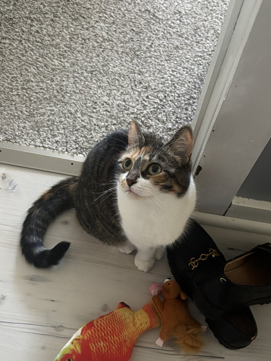 blossumupdate's tweet image. Blossum is spending the weekend with grandpa again maybe they will play ball chase