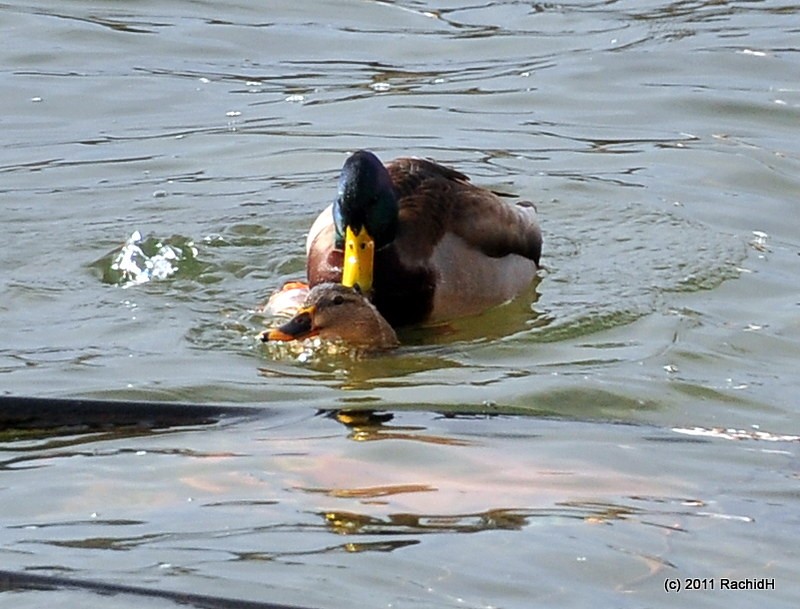 rachidH's tweet photo. #MallardDuck #Ducks #Anas #Aplatyrhynchos #Canard #Canardcolvert #Geese #Mohawk #lake #LakeMohawk #WallkillRiver #Wallkill #River #Sparta #NewJersey #Ornithology
Rachid H shared a photo with you from the Flickr app! Check it out:
https://t.co/3xQBmLvFCb https://t.co/P3FkO9BSlo