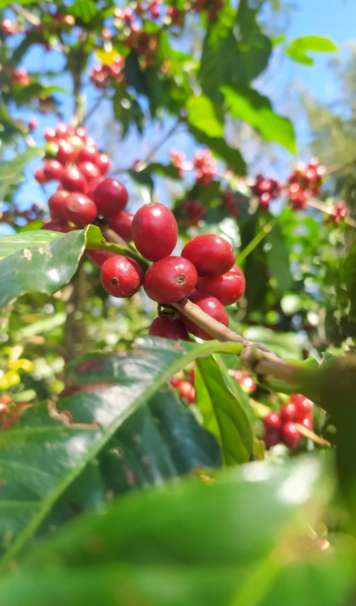 Most people gag when drinking the coffee I make.

But when you grow and process it, it has to taste strong.

How'd like your coffee?
