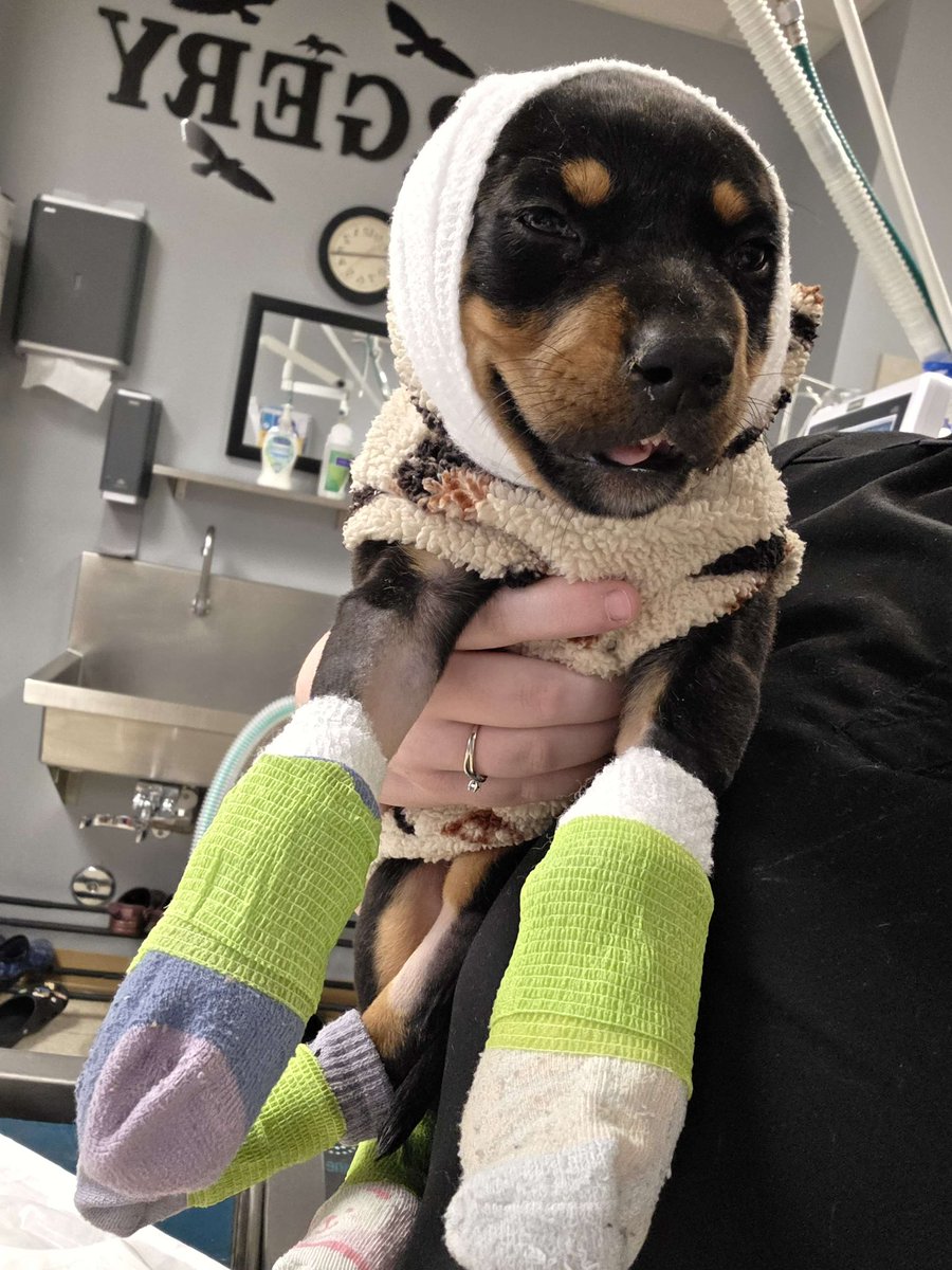 dog_rates's tweet image. This is Eggroll. She was found with injuries that indicate she was bitten by a dog. Her top lip was separated from her jaw and she had puncture wounds through her nasal canal. She needed her entire mouth sewn back together again. You can help her below ❤️🩹
15outof10.org/eggroll