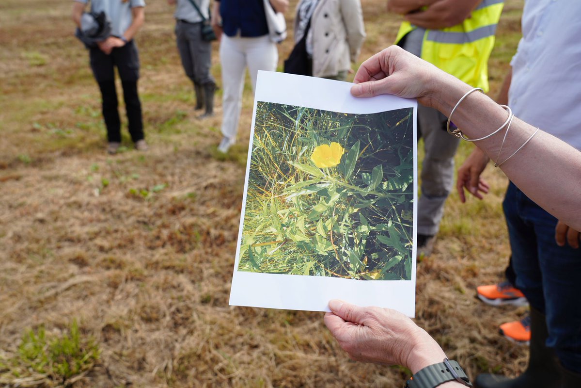 Prefet76's tweet image. 🚨L’introduction et la propagation des espèces exotiques envahissantes (EEE) constituent une des principales menaces pour la biodiversité.
🌼Récemment, la Maison de l'Estuaire a découvert la présence de Jussie à grandes fleurs, espèce exotique envahissante, dans la Réserve…