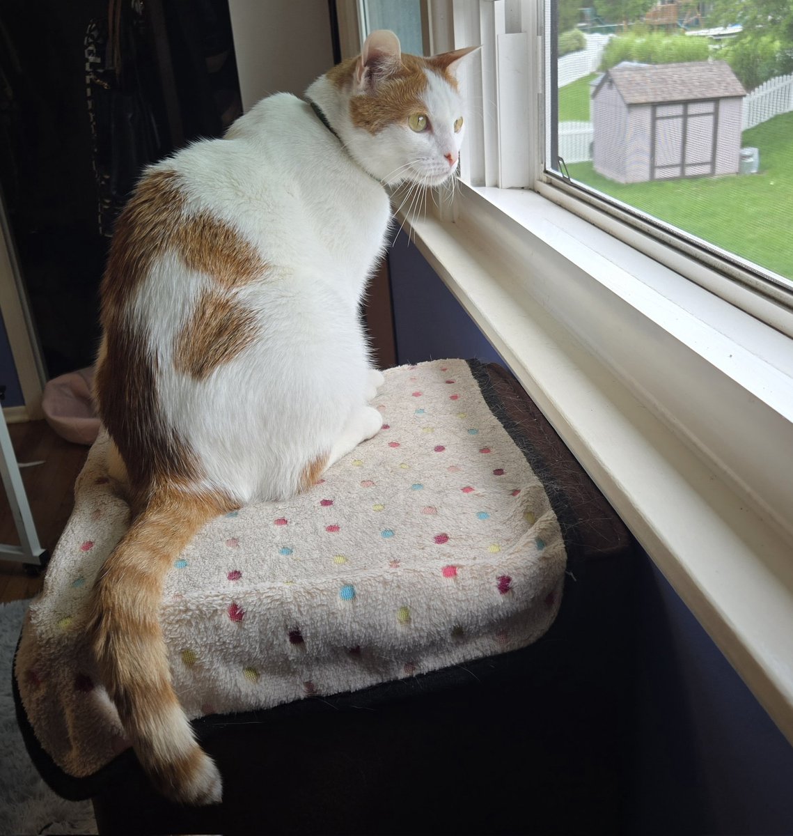 busyboyfloyd's tweet photo. An open window #hedgewatch is my favorite kind of hedgewatch! #catlife #catlog #cat #CatsOfTwitter #CatsOfX #CatsOnX #Catstalk #cats https://t.co/mthqCntuxS