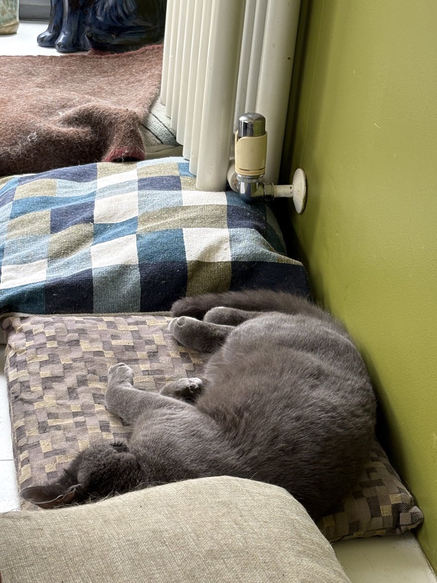 HelenORahilly's tweet image. First time Gracie feels comfortable enough to come up and join me on the cushions beside my kitchen table. I think she finally realises - 6 months in - that this is her forever home…she’s also happily in and out the cat flap. Took patience & a few worries days and nights.