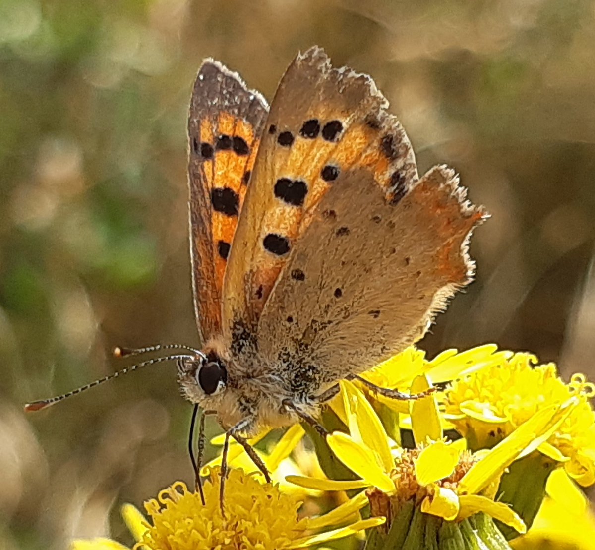 CarolineAshurst's tweet image. This Small Copper looked beautiful  sitting on the Ragwort
#Butterflies 
#TwitterNatureCommunity 
#FlutterbyFriday