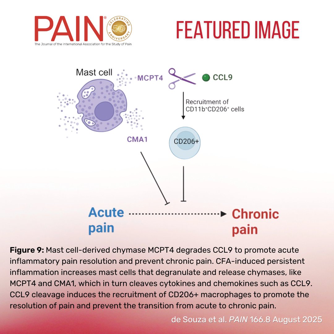 In this week’s #PAIN Featured Image, <a href="/GeoffroyLaumet/">Geoffroy Laumet</a> et al. present a graphical abstract of their study. They found that mast cell-derived chymase MCPT4 degrades CCL9 to promote acute inflammatory pain resolution and prevent chronic pain. Learn more at bit.ly/3Ik6gBC