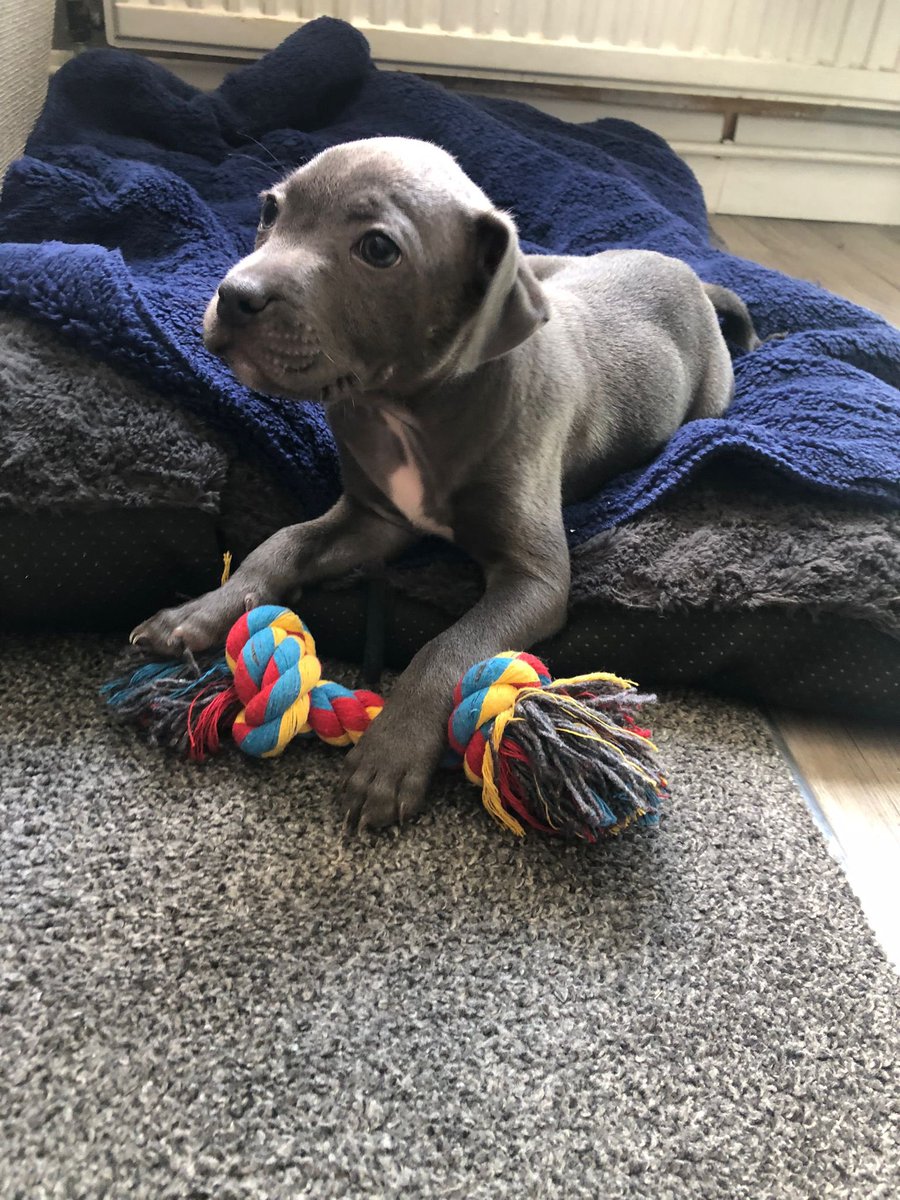 deaks30's tweet image. Meet Ronnie #newpuppy#bluestaffy