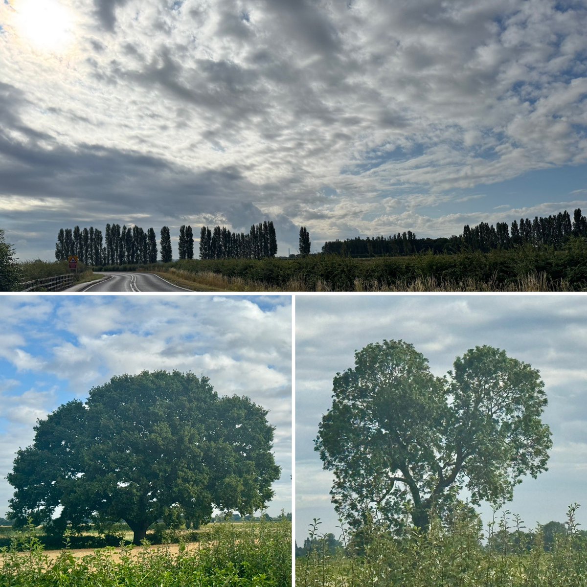 ChristiGabbitas's tweet image. Lots of trees out on my run today. #TreeClub 🌳