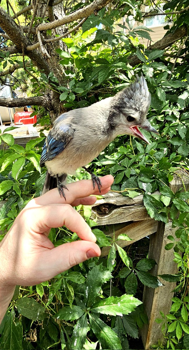 _DylanSmall_'s tweet image. Raising these Blue Jay Babies and re introducing them to the wild has changed my perspective on life a little. Also, Blue Jays are extremely intelligent!