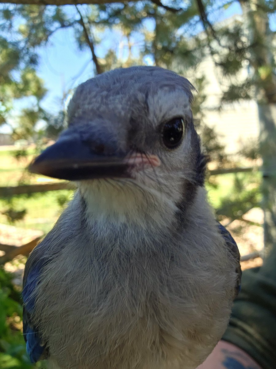 _DylanSmall_'s tweet image. Raising these Blue Jay Babies and re introducing them to the wild has changed my perspective on life a little. Also, Blue Jays are extremely intelligent!