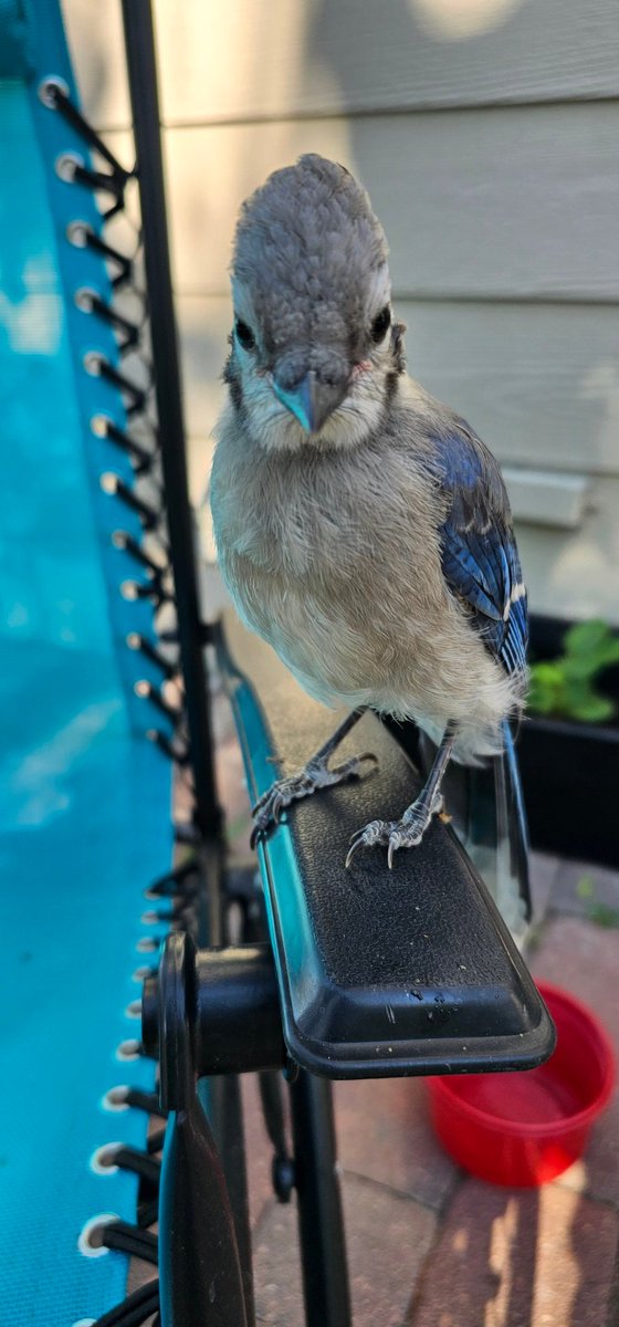 _DylanSmall_'s tweet image. Raising these Blue Jay Babies and re introducing them to the wild has changed my perspective on life a little. Also, Blue Jays are extremely intelligent!