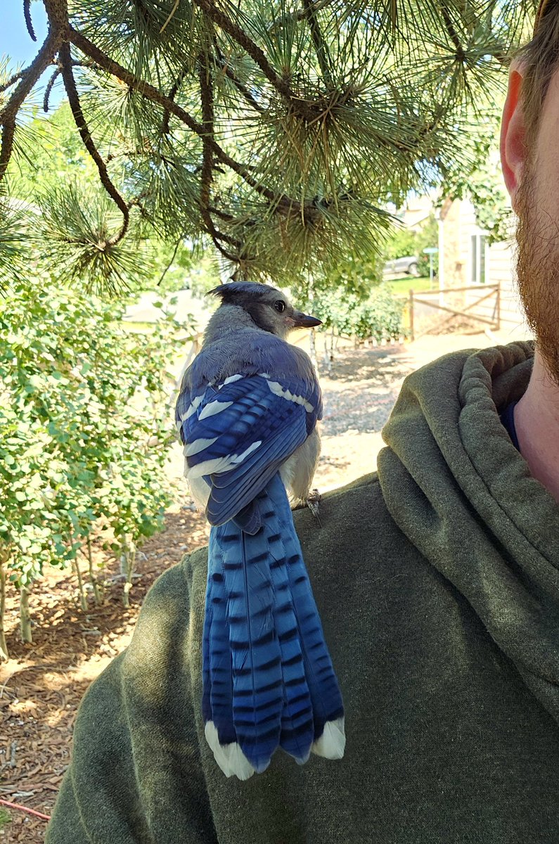 _DylanSmall_'s tweet image. Raising these Blue Jay Babies and re introducing them to the wild has changed my perspective on life a little. Also, Blue Jays are extremely intelligent!