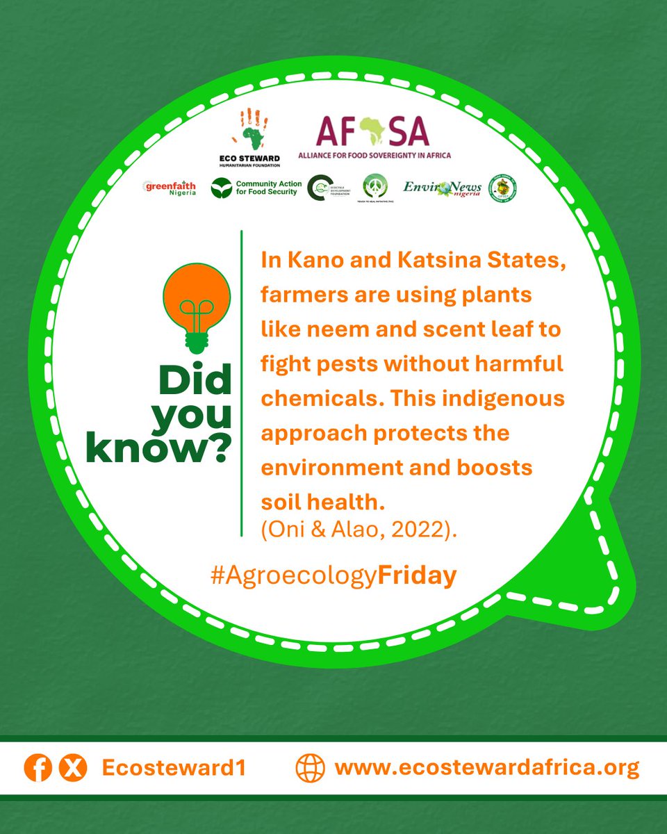 ecosteward1's tweet image. Did you know?
Farmers in Kano and Katsina are turning to neem and scent leaf to fight pests.
These indigenous solutions protect soil, safeguard pollinators, and it's keeping our food systems clean and resilient.
Local wisdom, global impact
#AgroecologyFRIDAY #IndigenousWisdom