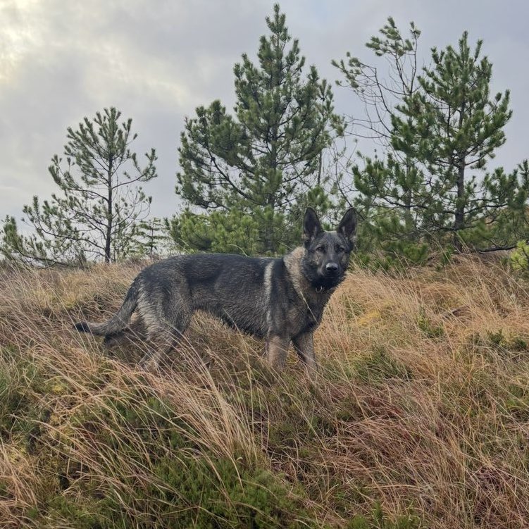 ThinBluePaw's tweet image. The death of Police Dog Zara from Police Scotland has had a profound impact on all who knew and worked with her, and our thoughts remain very much with her handler. 

Earlier this month, our team met with senior leaders from Police Scotland to discuss the circumstances…