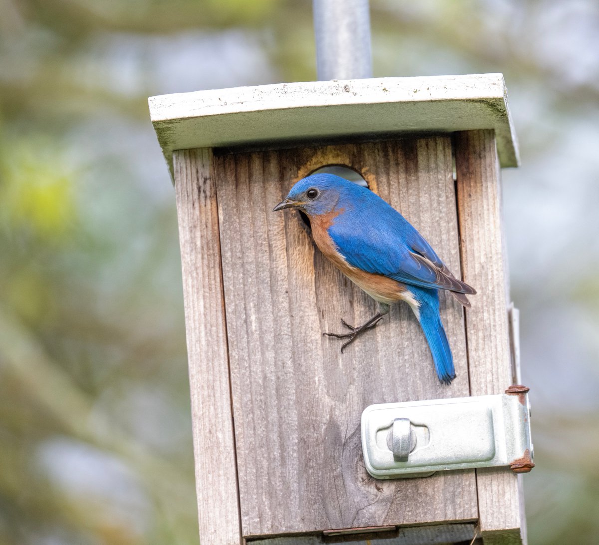 JocAPhotography's tweet image. A male Eastern Bluebird checking in on the nestbox at one of the local parks.