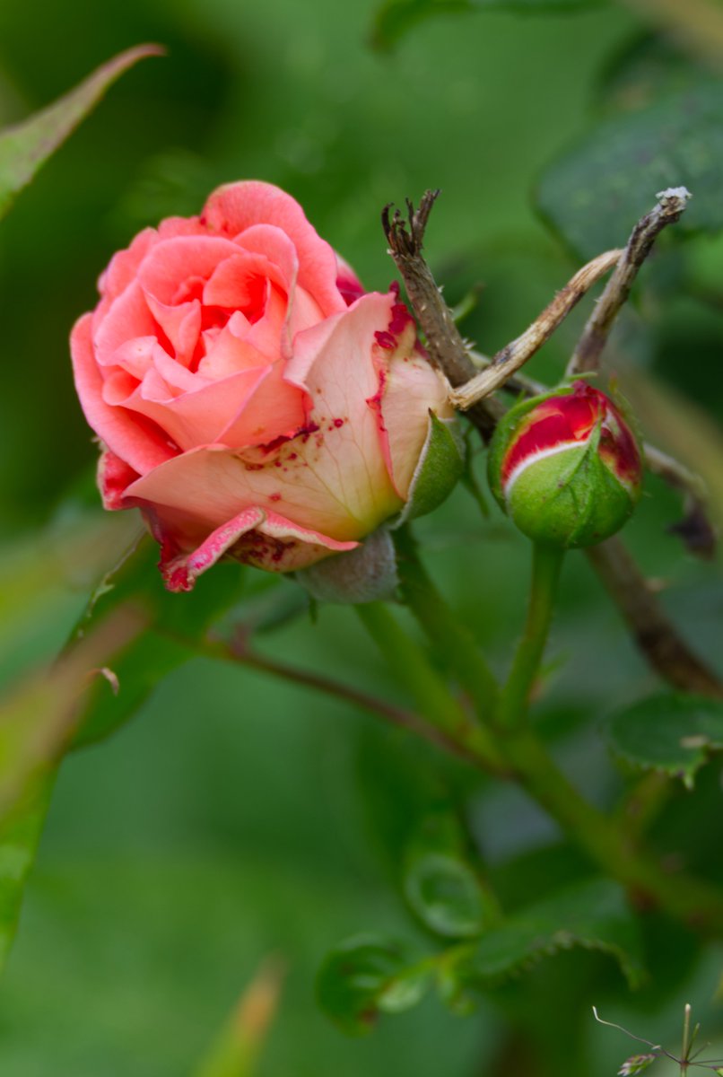 Run_fly_Smile's tweet image. True love bears all, endures all and triumphs 馃槉
Dada Vaswani
#Love #Triumph #Rose #DadaVaswani