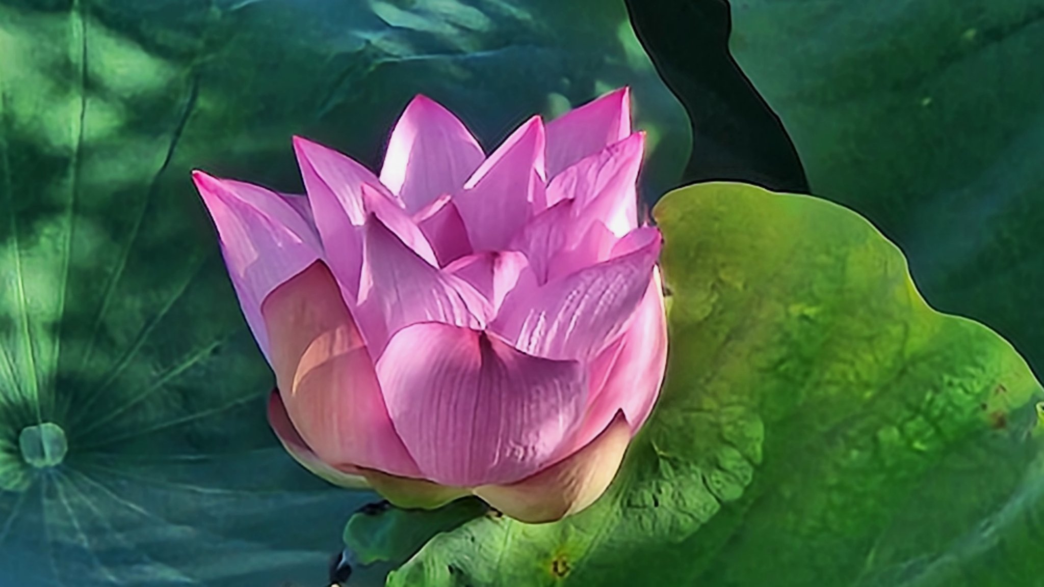 花♪ いっちぃ on X: 
