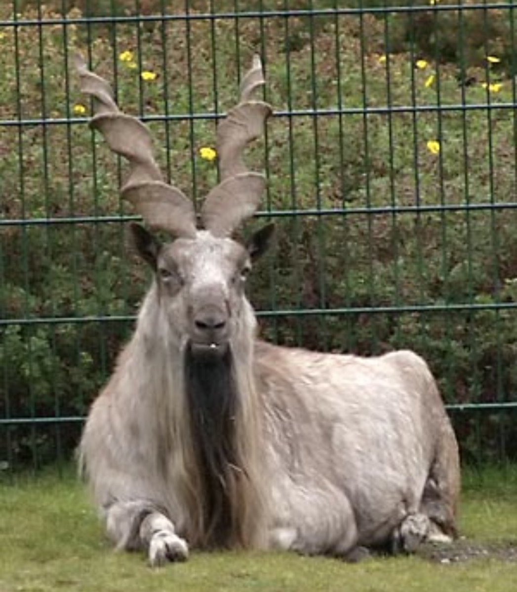 Markhor