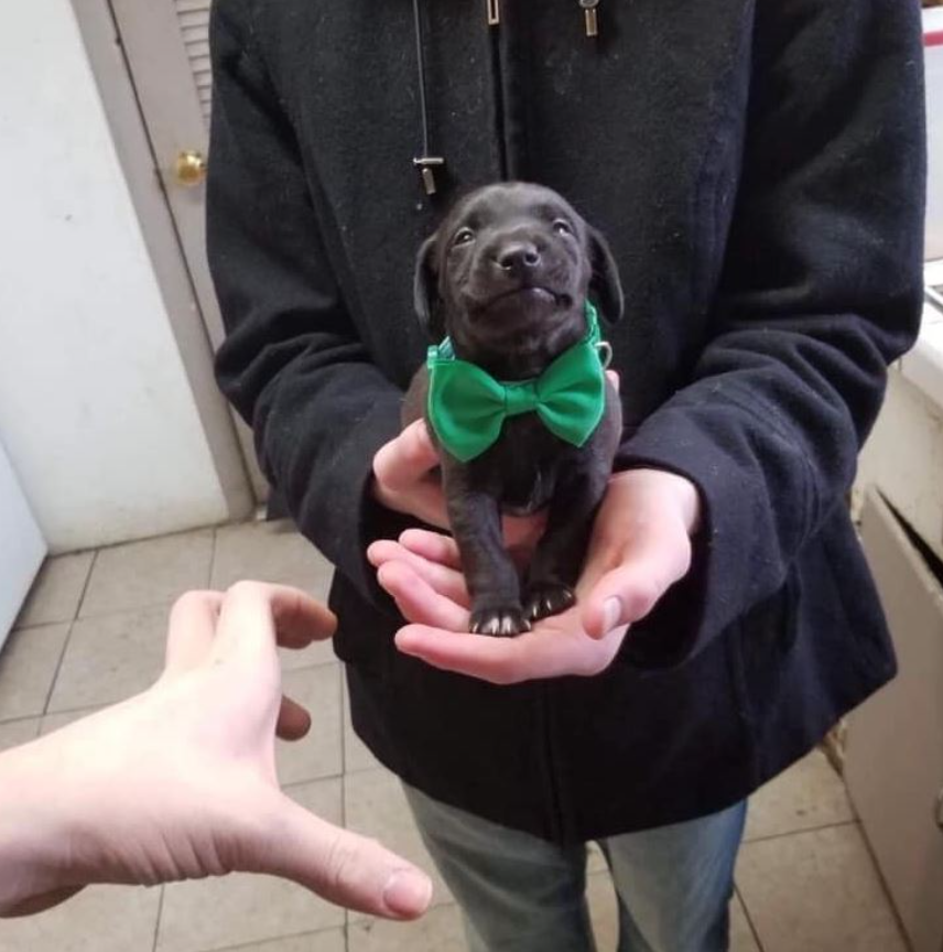 BestinDogs's tweet photo. What would you name him ?☺️💚🖤 https://t.co/dZEtFoYwny