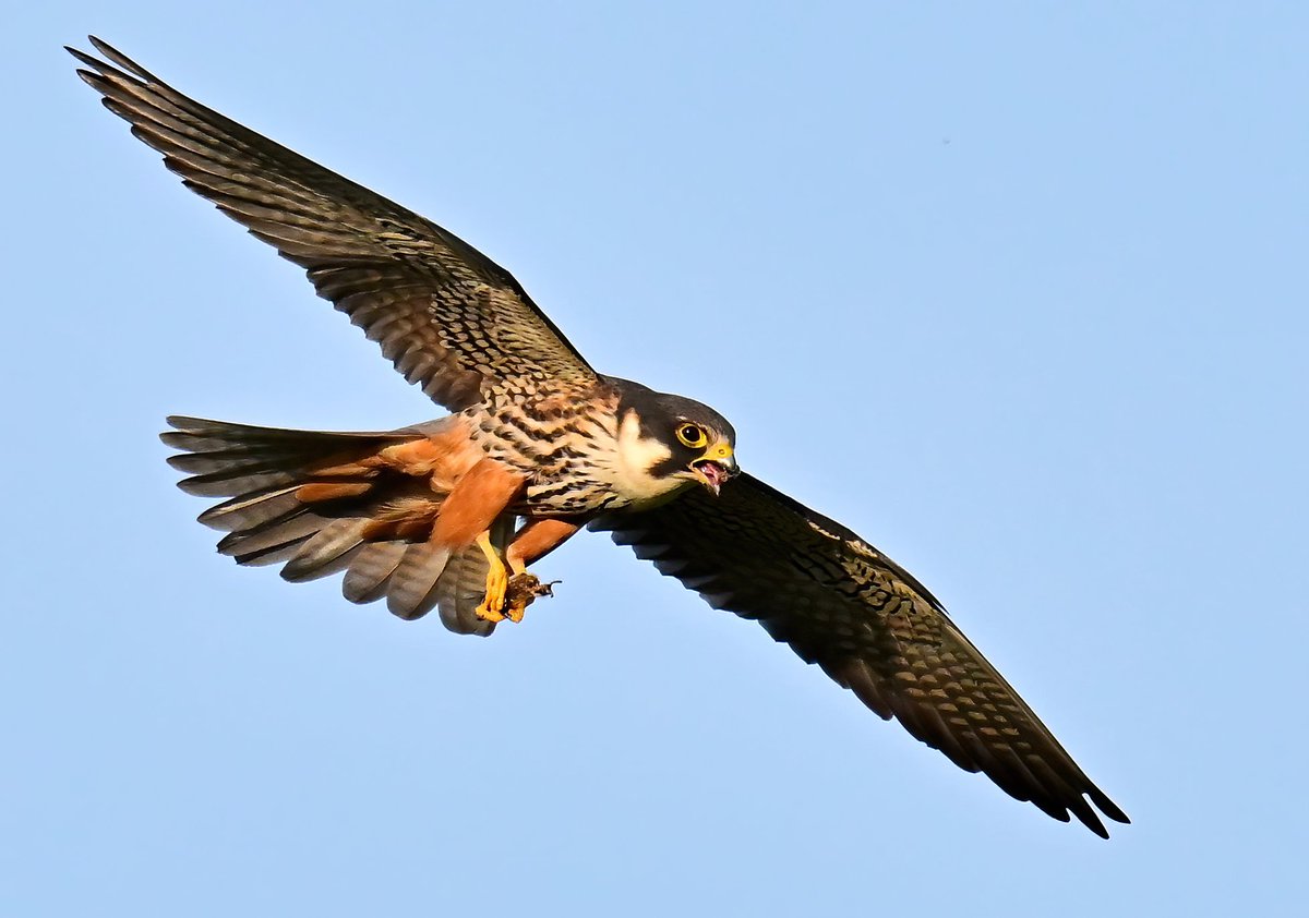 Hobby on the Somerset Levels recently. 😍😊🐦