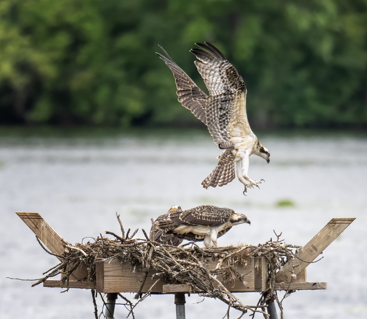JocAPhotography's tweet image. One of the three young Osprey testing out his/her wings over the nest.