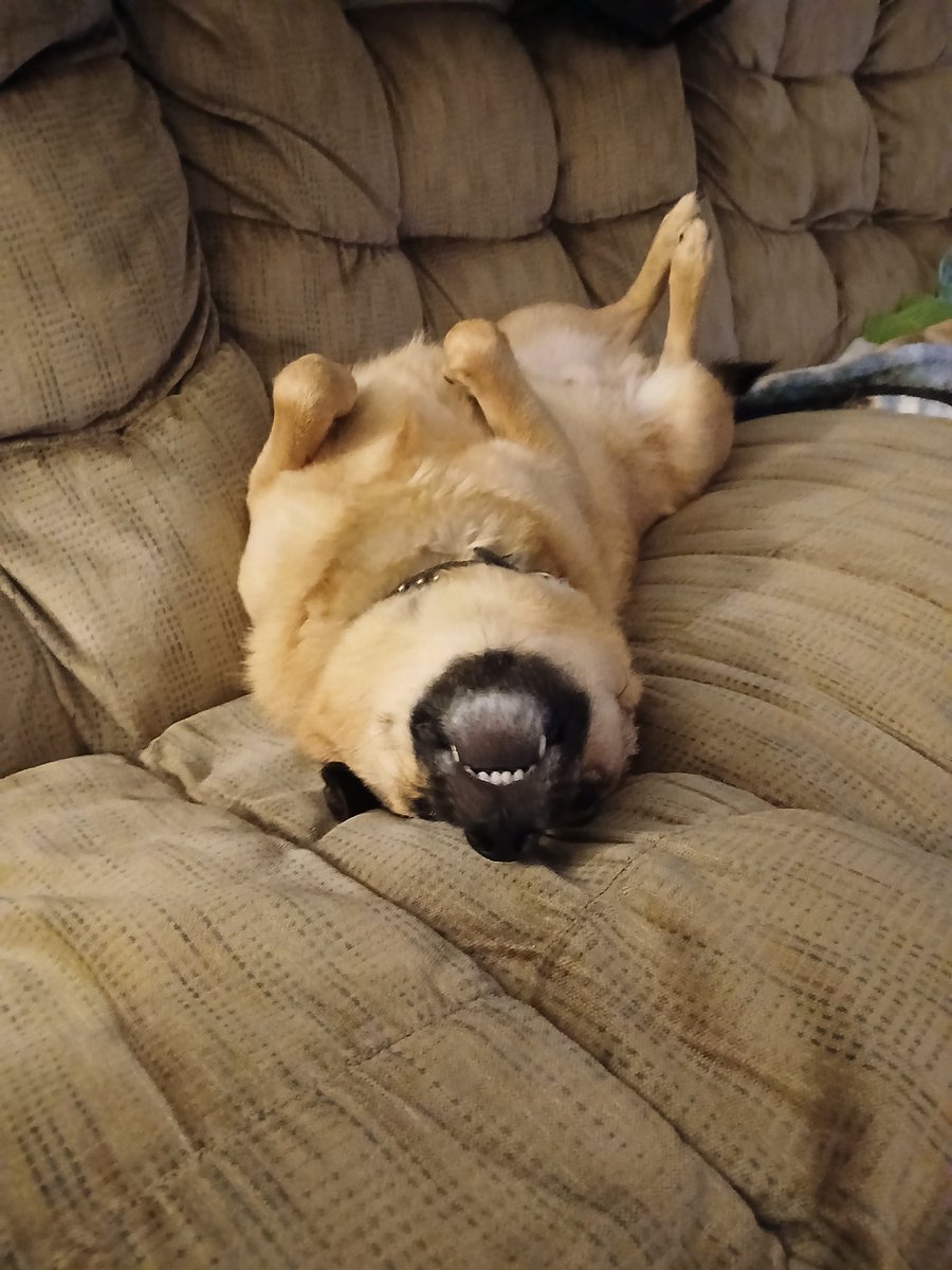 Pusok Robert tweet media