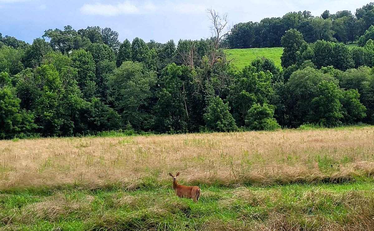 longhunter09's tweet image. Nice to see one of the neighbors out after the storm