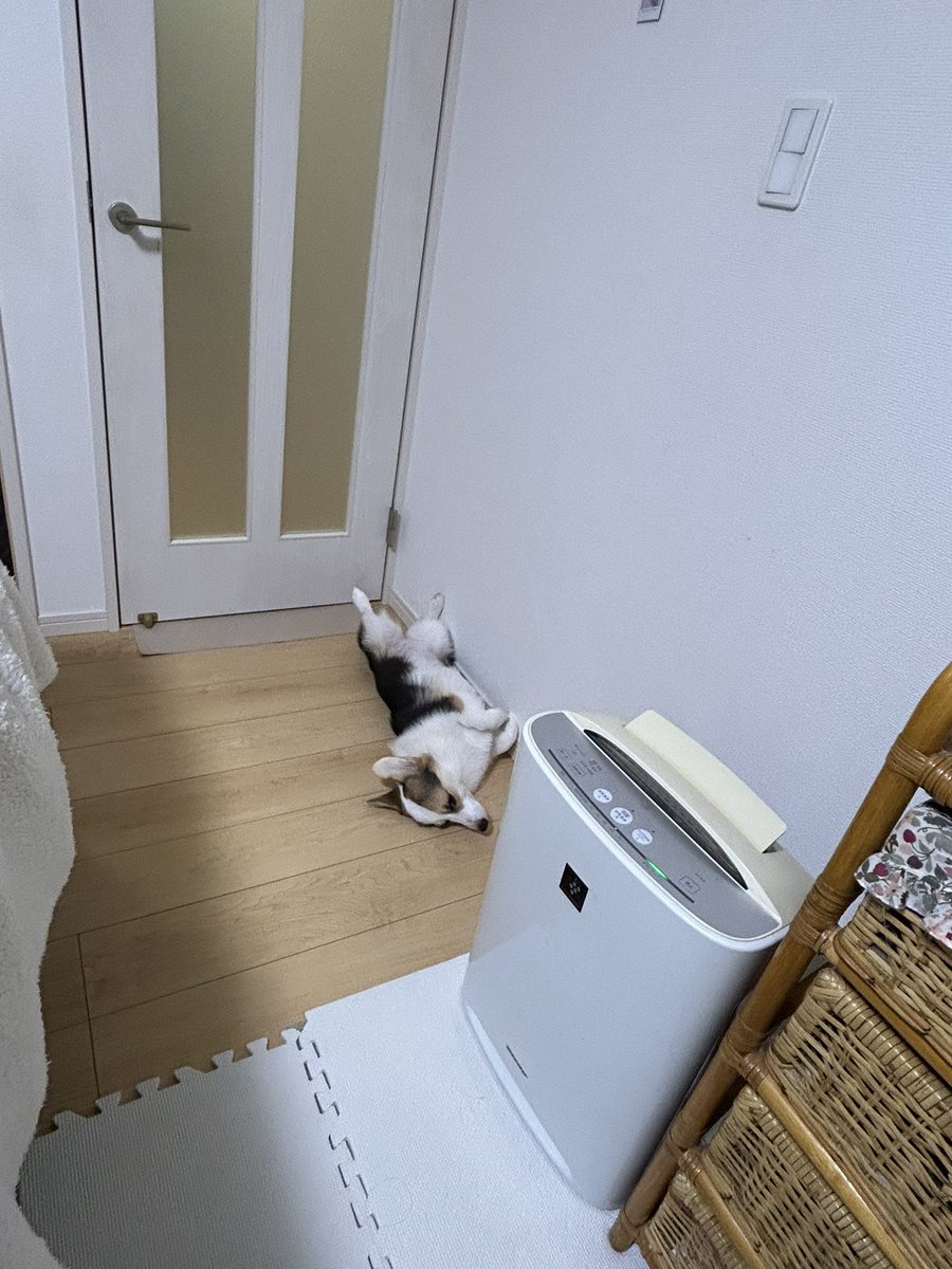 k2nkein77's tweet photo. コーギー落ちています。

#corgi
#コーギー https://t.co/wjrGAYG7tD