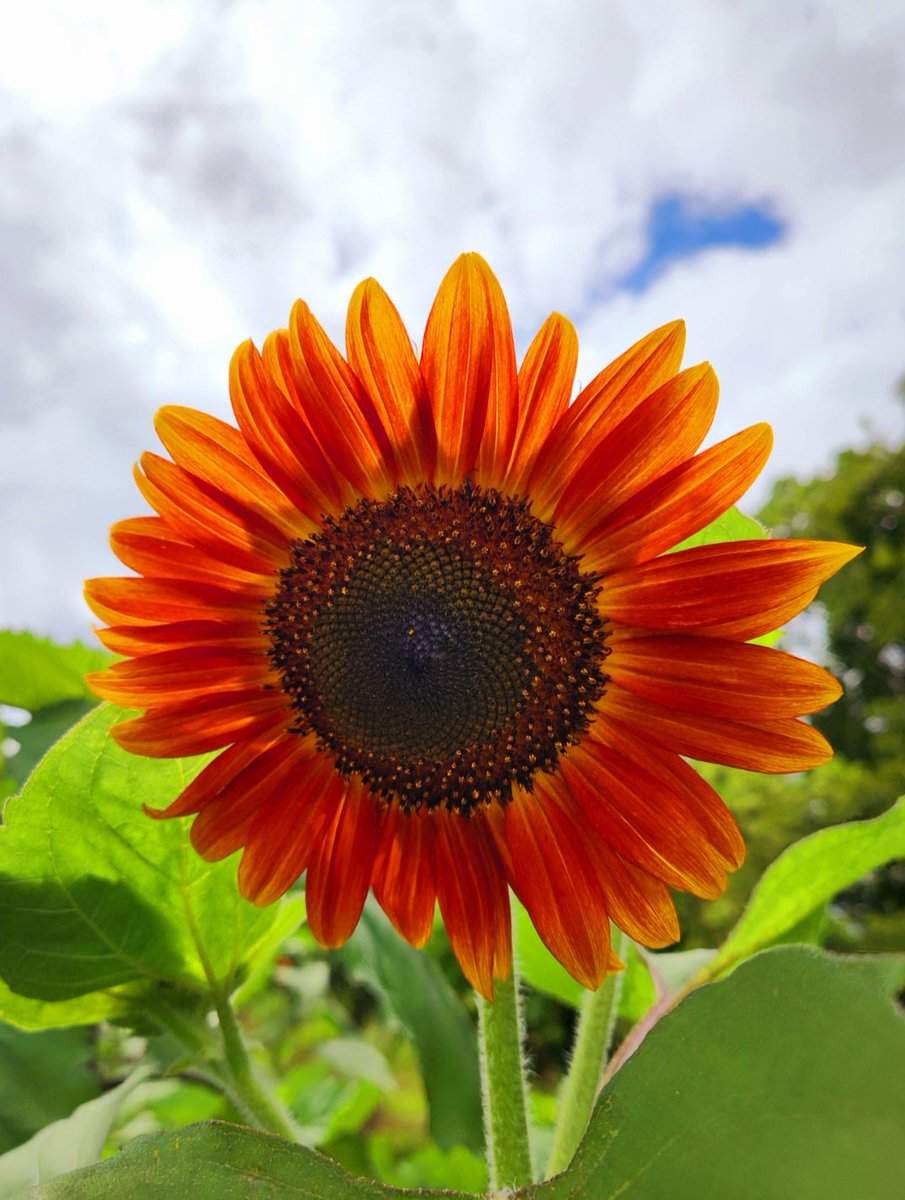 rz7j2xMw3q29104's tweet image. おはようございます✨
今朝は週末恒例のお花編をお届けします🙋
昨日の写活でワインレッドのひまわりに出会いました🍷🌻
目を引く色で元気をもらいました💪
暑い日が続きますが、涼しくして素敵な週末をお過ごし下さいね🍀✨
#フラワーパーク江南