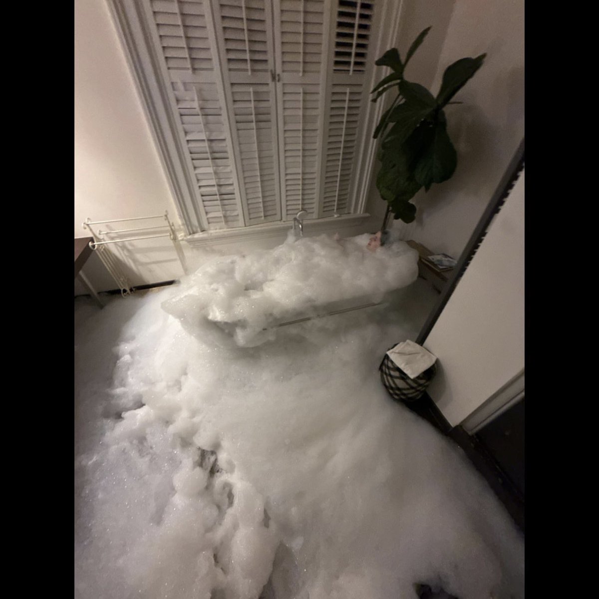 fledermausschnitzele (@fledermausfilet) on Twitter photo 