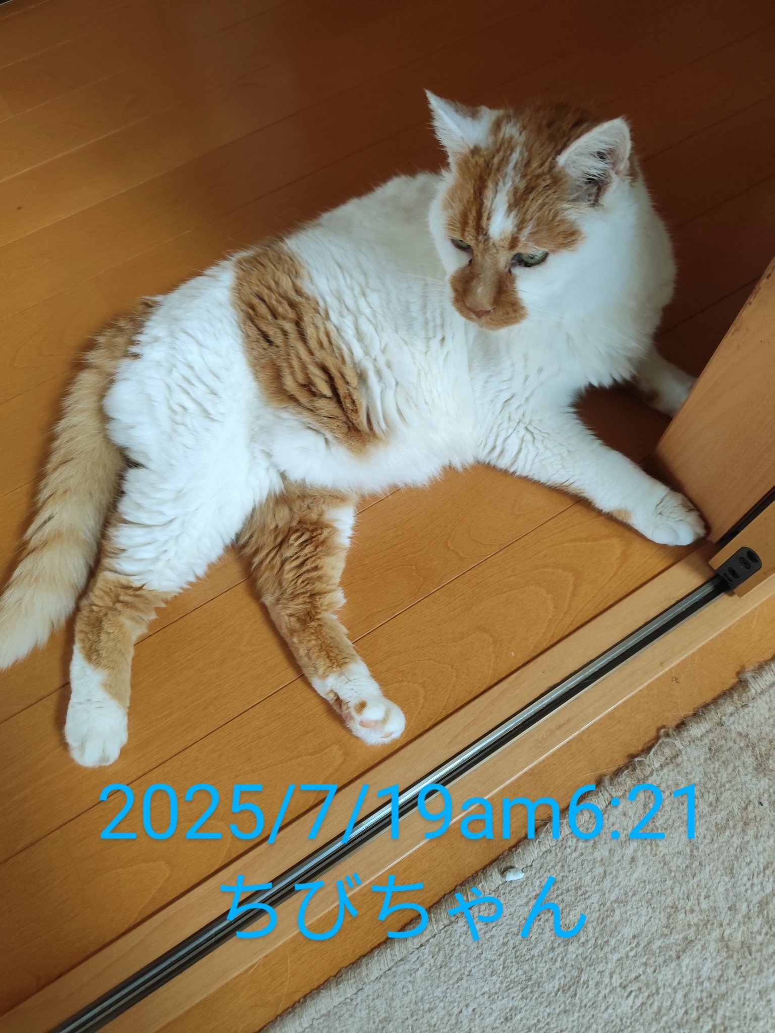 チビ猫❣ リクエスト 2点 まとめ商品 ざちち on X: 