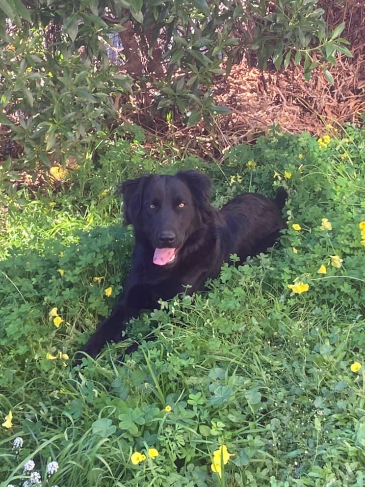 Max, busca hogar. Es un amor de perrito, mestizo de setter, cariñoso y juguetón, ideal para casa o parcela, 10 meses de edad, vacunas al día. 🐶💕

Disponibilidad de entrega para #Concón, #Viña u otras comunas cercanas.

Contacto WhatsApp +56 9 7285 1385 o +56 9 86861307.