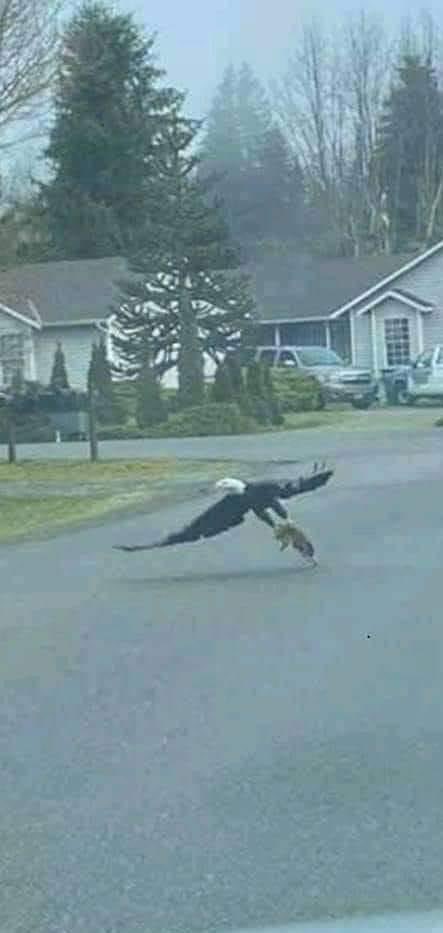 LSpoonerd's tweet image. Me, wishing this was my next door neighbors dog getting picked up for a DoorDash delivery.
