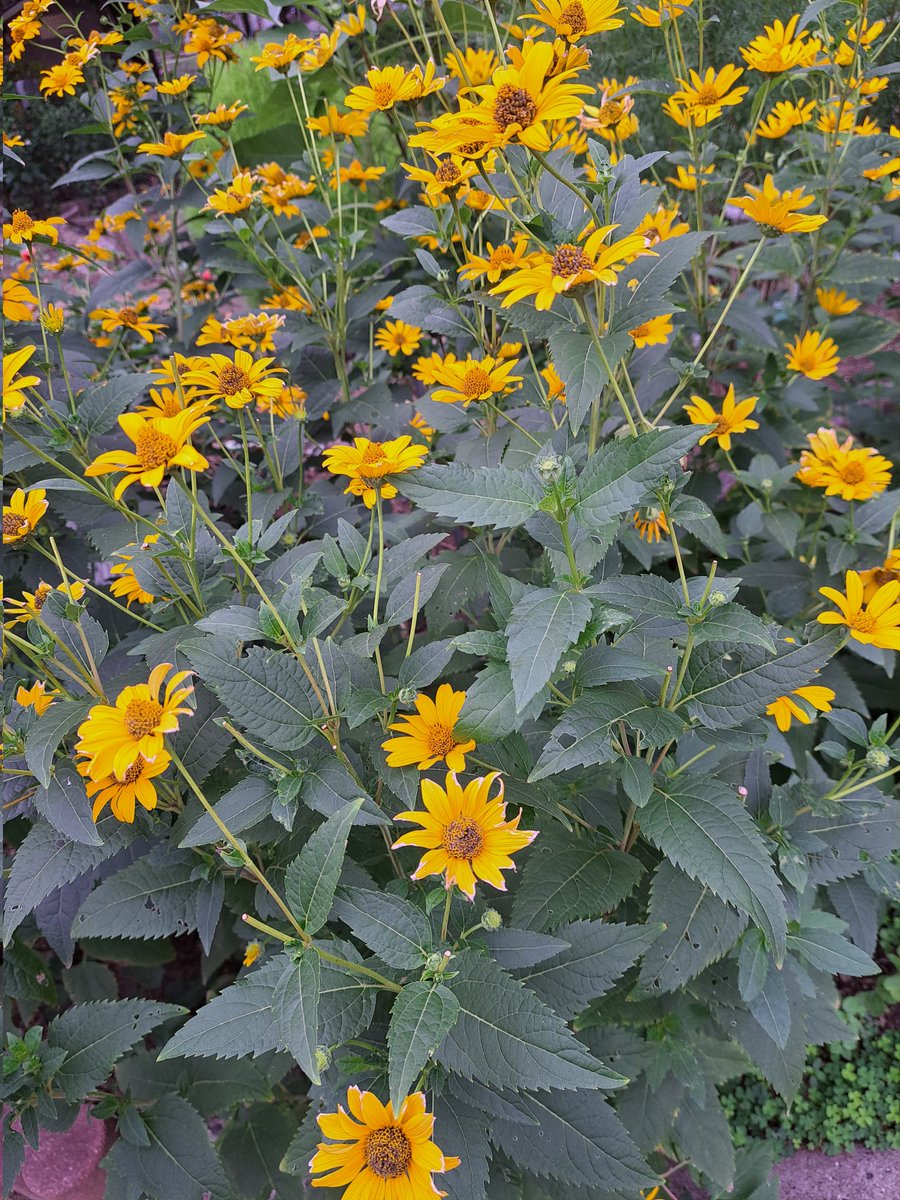 花壇の花です。
