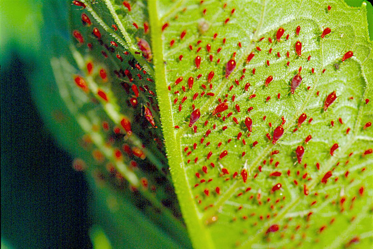 gardensbyyou's tweet image. Then You Turn The Leaf Over…
For several days, you've noticed that your pepper plants are struggling. First, their leaves started showing speckles. Then they began to wrinkle and turn yellow. Now, they're dying and dropping right off the plant. A close look shows some white webs…