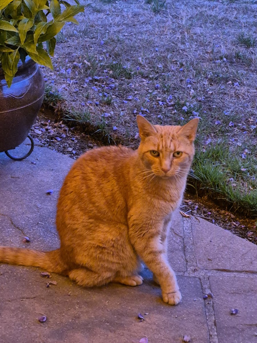 Introducing my fur cousin, Daisy. She is quite pretty, I guess....for a catsie *eyes murder mittens suspishously* 😼🤭