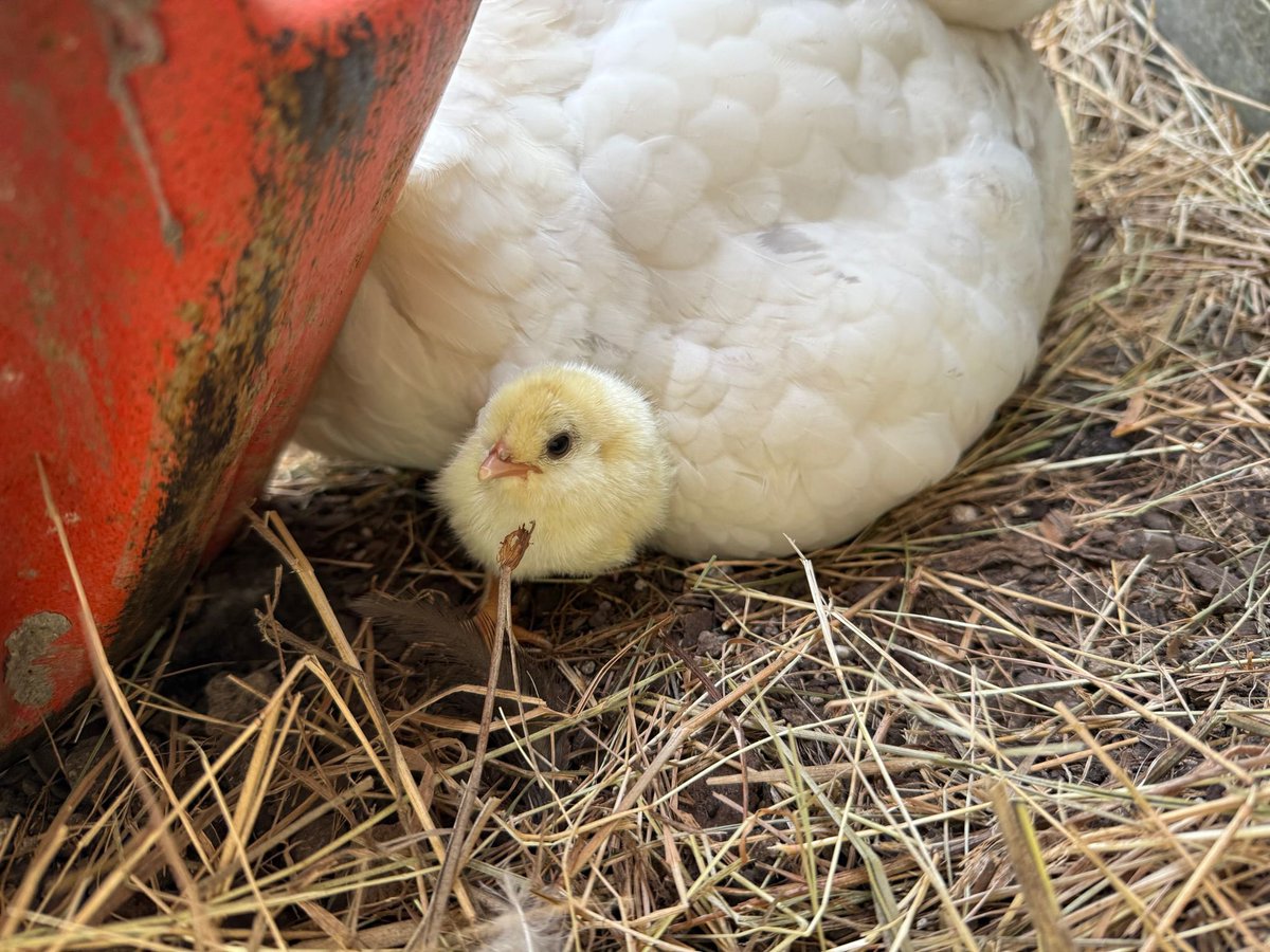 HdizzyDizzle's tweet image. Fran had babies.