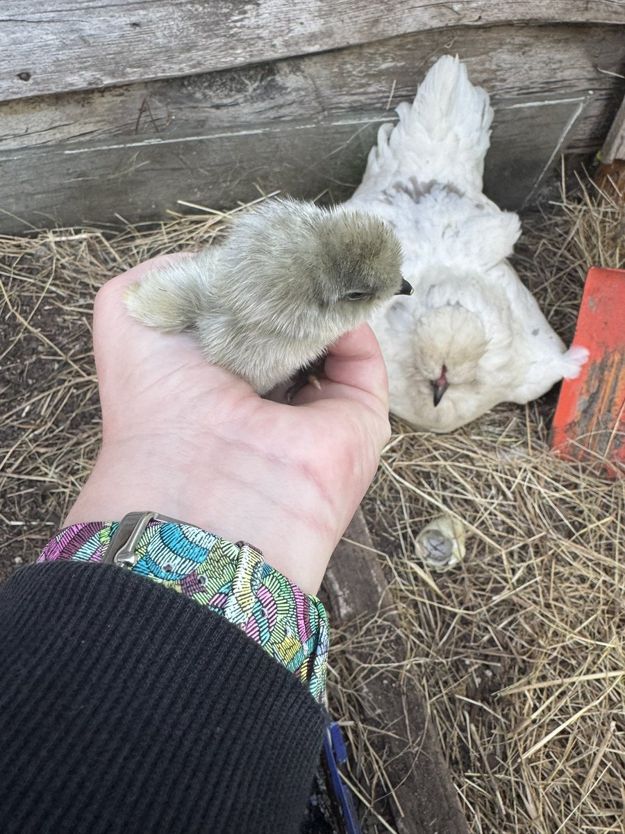 HdizzyDizzle's tweet image. Fran had babies.