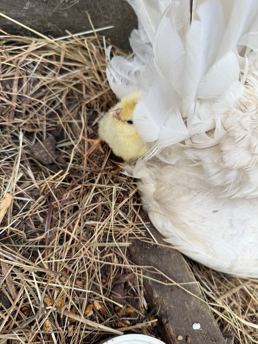 HdizzyDizzle's tweet image. Fran had babies.