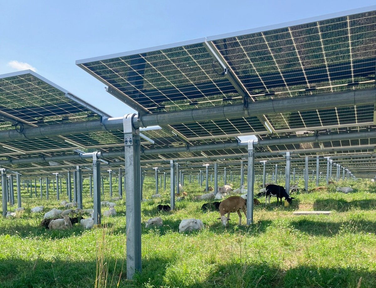 Klaus Steinfelder (@kl_stone) on Twitter photo Die Schafe scheinen allerdings die Stellen im Schatten der #Solarmodule im Vergleich zu den sonnigen Stellen zu bevorzugen.
Aber was wissen die schon.... Die Schafe scheinen allerdings die Stellen im Schatten der #Solarmodule im Vergleich zu den sonnigen Stellen zu bevorzugen.
Aber was wissen die schon....