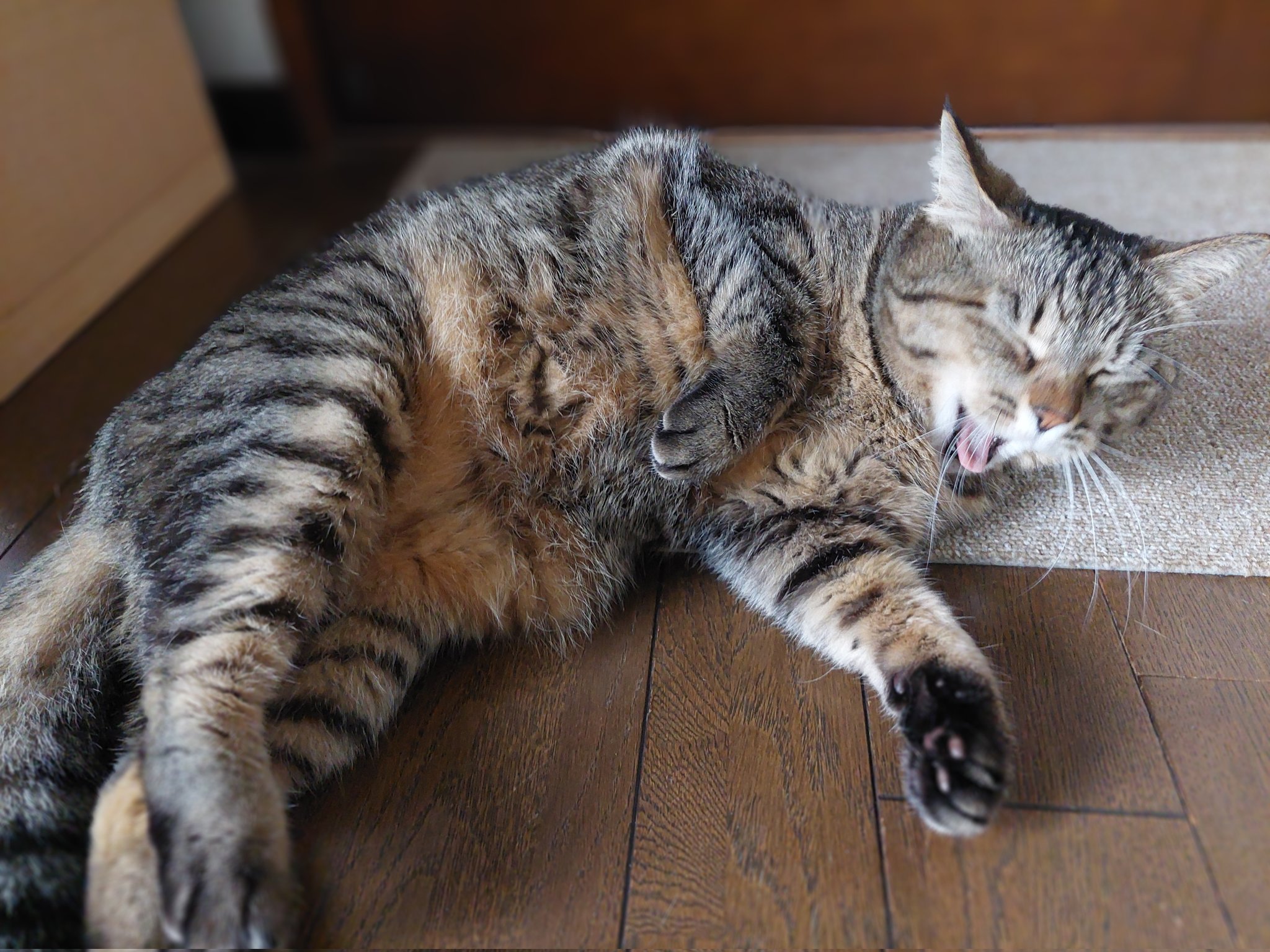 猫C 画像 1 + 14 最終値下げしました！ tks(たかす) on X: 