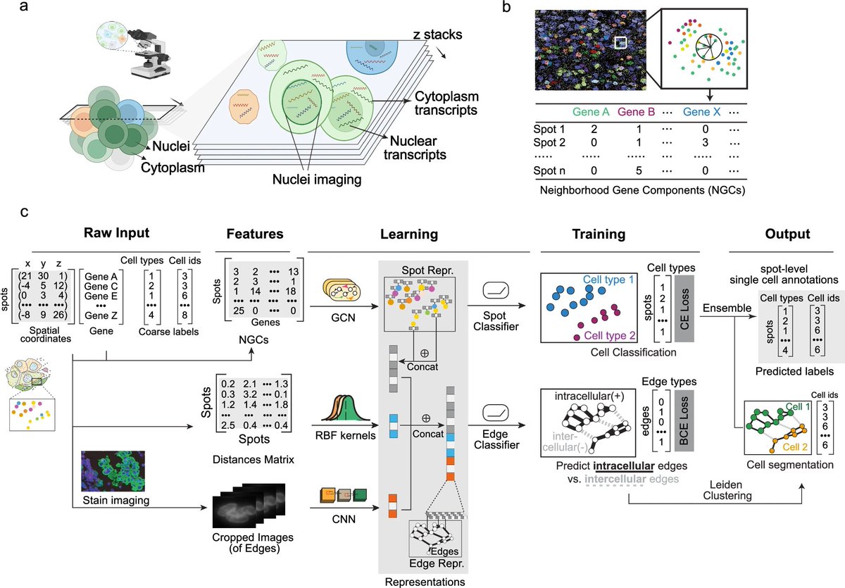 aipulserx's tweet image. How can machine learning leverage transcript colocalization patterns to simultaneously segment cells and predict their types in spatial transcriptomics data without relying heavily on traditional cell staining images?@NatureComms @Mila_Quebec @uofcincy
"Bering: joint cell…