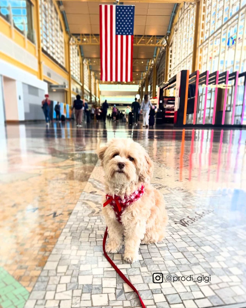 Reagan_Airport's tweet image. On today's episode of adorable pets in the airport...😍