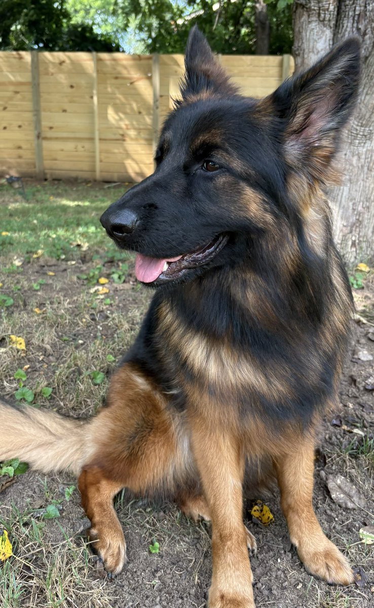 TheJohnnyTV's tweet image. Okay, Hello, it is I Kara, the Pup of Positivity. This is my quote of the day, it’s from Maya Angelou:
“No matter what happens, or how bad it seems today, life does go on, and it will be better tomorrow.”
I love my family and my friends!