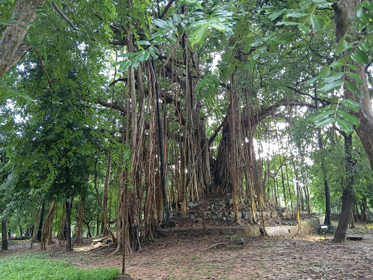 AtanuSingh007's tweet photo. Poet Guru Rabindranath Tagore used to sit under this banyan tree and write poems... #Shantiniketan https://t.co/3LfEnZES6J