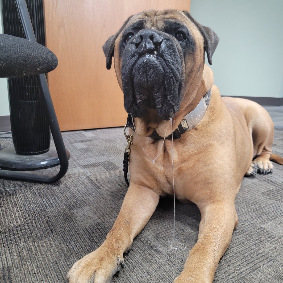 AlsupSmiley's tweet photo. Stringy slobber when BBQ is involved https://t.co/7Oe6nZ32PC