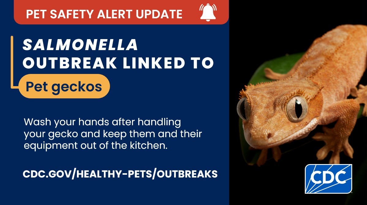 CDCgov's tweet image. Salmonella Outbreak UPDATE: 49 people sick in 27 states w/ 9 hospitalizations after contact w/ pet geckos. Geckos can carry germs, like Salmonella, that can spread to you & make you sick.
Always take steps to keep you & your family healthy around geckos.
bit.ly/40qZf8p